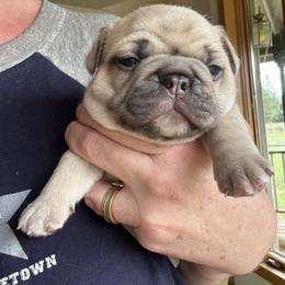 Franki - Fawn female French Bulldog puppy in Cave Junction, Oregon from Oregon Frenchie Paradise