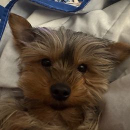 Sweety - Yorkshire Terrier