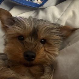 Sweety - Yorkshire Terrier