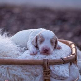 AKC-Winston - Piebald male Dachshund puppy in Knox City, Missouri from Brittney's Dachshunds