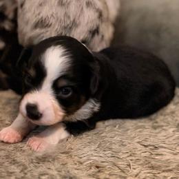 Lilly - Black tri female Miniature Australian Shepherd puppy in Harpers Ferry, West Virginia from Carter's Cuties