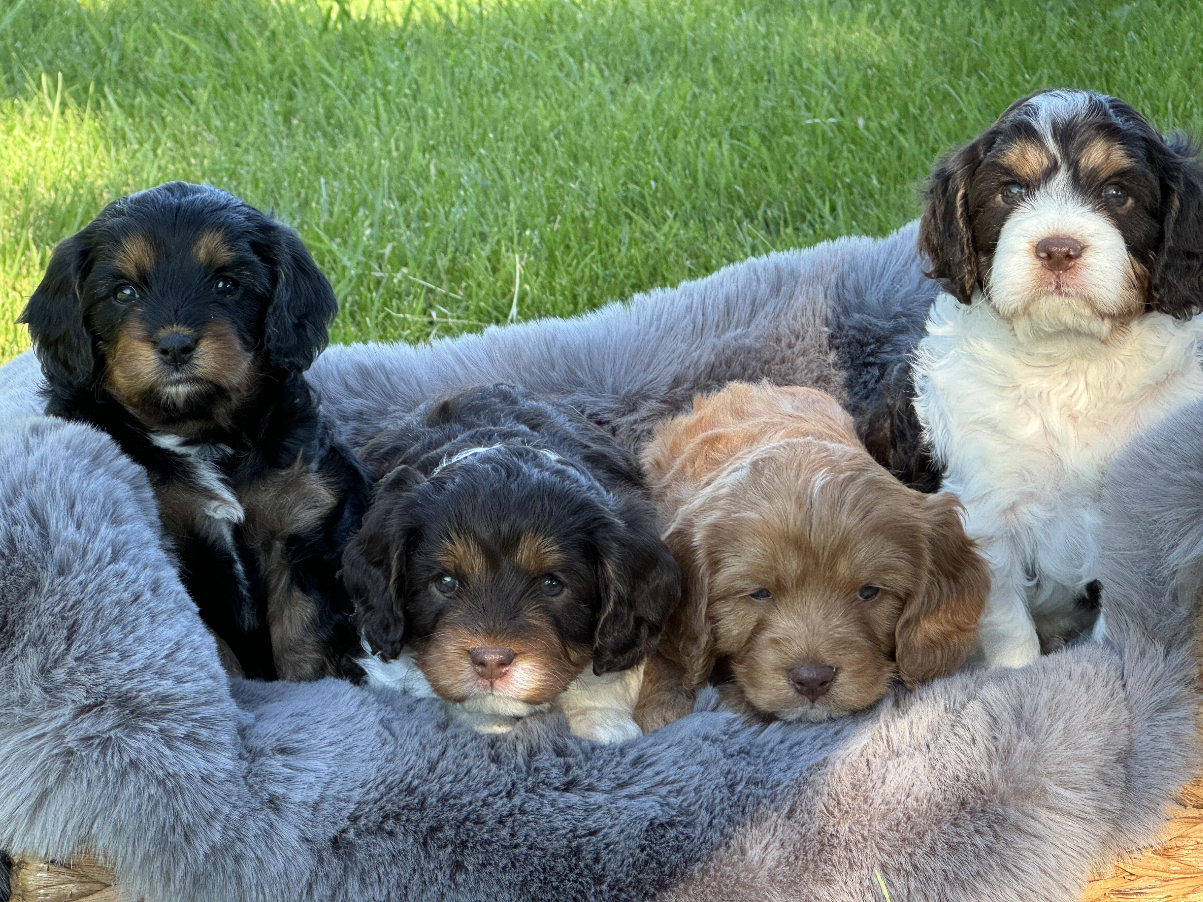 Beagles and Beyond, LLC in Idaho | Beagle, Cavalier King Charles ...