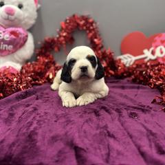 Scarlett - Blue belton and tan (tri-color) female English Setter puppy in Rogers, Ohio from StoneyBrook Setters