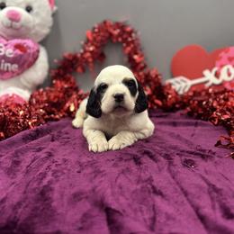 Scarlett - Blue belton and tan (tri-color) female English Setter puppy in Rogers, Ohio from StoneyBrook Setters