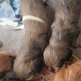 Dachshund Puppies from CLARK'S BREEDING PROGRAM