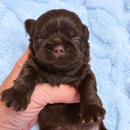 Lucas - Chocolate male Shih Tzu puppy in Tallahassee, Florida from Bows and Bow Ties