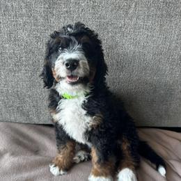 Pluto - Tri-color male Bernedoodle puppy in Nampa, Idaho from Ember Skies Doodles