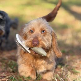 Harriet - Dachshund