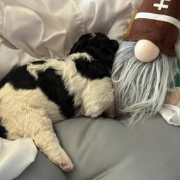 Bernedoodle, Cockapoo, and Goldendoodle Puppies from Avery Doodle Day LLC