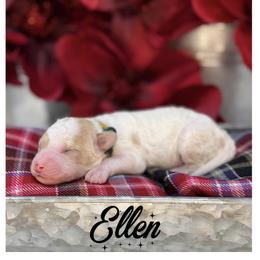Ellen - Apricot female Australian Labradoodle puppy in Gladstone, Oregon from Beaver State Labradoodles