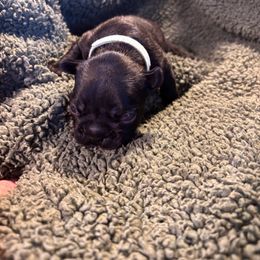 Cooper - Brindle and white male French Bulldog puppy in Neenah, Wisconsin from Mimosa Acres French Bulldogs LLC