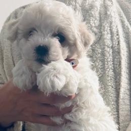 Celine - White female Bichon Frise puppy in Glen Allen, Virginia from Amori's Royal Bichons