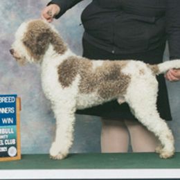 Lagotto Romagnolo puppies from Almar Lagotto