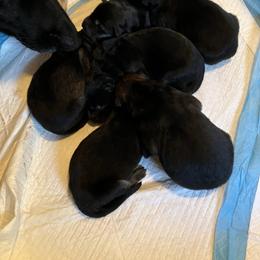 German Shepherd Puppies from Mission K9