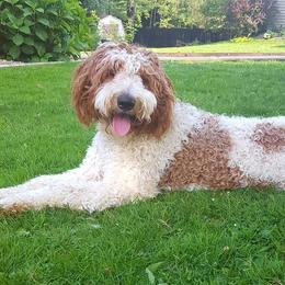 Goldendoodle Puppies from Goldhaly Peach Doodles