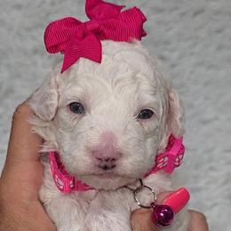 Lucy - White female Bernedoodle puppy in Vernon, Texas from Sugarland's Texas Goldendoodles