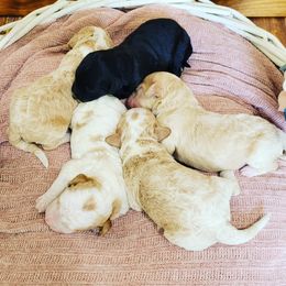 Bernedoodle Puppies from Star of the Sea Doodles