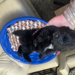 Girl 2 - Pomeranian puppy in Kissimmee, Florida from Azur Pomeranians
