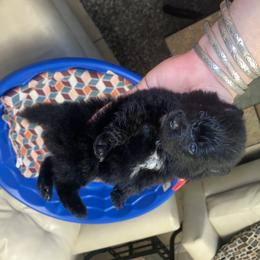 Girl 2 - Pomeranian puppy in Kissimmee, Florida from Azur Pomeranians