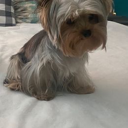 Penny - Yorkshire Terrier