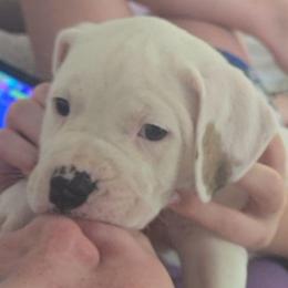 Nash - White male American Bulldog puppy in Abita Springs, Louisiana from Slumski's Bulldogs