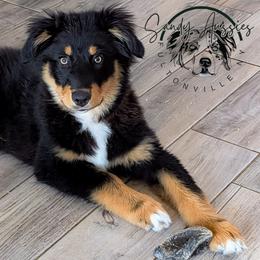 Zayvior - Black tri-color male Australian Shepherd puppy in Fultonville, New York from Sandy Aussies & Pomeranians