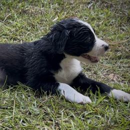 MAELLE - Black and white female Border Collie puppy in New Bern, North Carolina from New Bern Border Collies