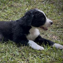 MAELLE - Black and white female Border Collie puppy in New Bern, North Carolina from New Bern Border Collies