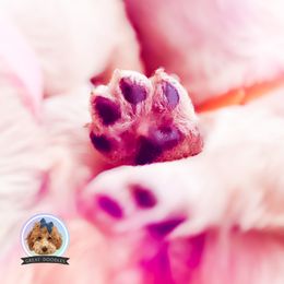 Goldendoodle and Poodle Puppies from Poodlely