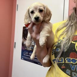 Dachshund Puppies from Appalachian Dachshunds