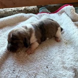 Chick Hicks - Piebald male Dachshund puppy in Pearce, Arizona from Katy West Weenies