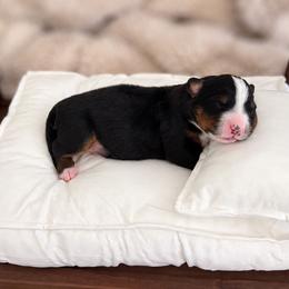 Bernese Mountain Dogs from Maples Arizona Bernese Mountain Dogd