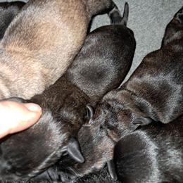 Girl - Black brindle female Cane Corso puppy in Clarksburg, West Virginia from West By God Virginia Cane Corso