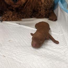 Teriyaki - Red male Maltipoo puppy in San Diego, California from Maltipoos SD