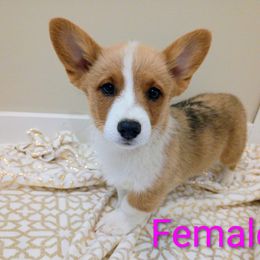 Girl 2 - White and fawn female Pembroke Welsh Corgi puppy in Montgomery County, Tennessee from Anita’s little Corgi Haven