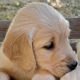 Girl 1 - Light golden female Golden Retriever puppy in Loomis, California from Davids Golden Retrievers
