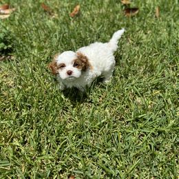 Cavapoo and Shihpoo Puppies from Haus of Doodles