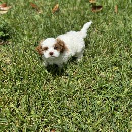 Cavapoo and Shihpoo Puppies from Haus of Doodles