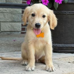 Hank - Light golden male Golden Retriever puppy in Wolcott, Indiana from Sunnyside Meadows Goldens