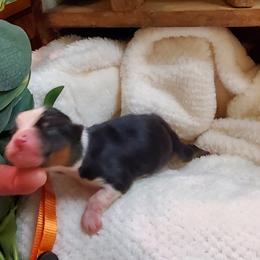 Miniature Australian Shepherd Puppies from Barnyard Mini Aussies