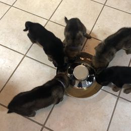 German Shepherd Puppies from Shenandoah German Shepherds