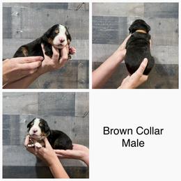 Brown Collar Male - Black rust and white male Bernese Mountain Dog puppy in Collinsville, Texas from Berner Dynasty