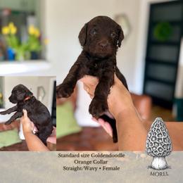 Morel - Orange Collar - Chocolate female Goldendoodle puppy in Garland, Texas from Twilight Doodles