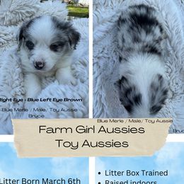 Australian Shepherd Puppies from Farm Girl Aussies