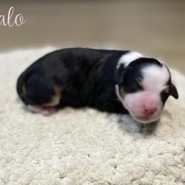 Halo - Tri-color female Bernedoodle puppy in Henry, Illinois from Rowe Farms Doodles