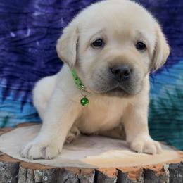 Labrador Retriever Puppies from Trust in the Lord Labradors