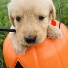 Rusty - Golden male Golden Retriever puppy in Blackfoot, Idaho from Ivy’s Goldens