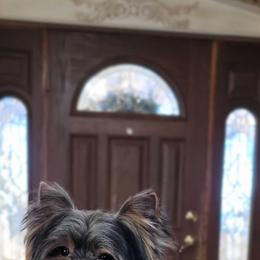 Diesel - Yorkshire Terrier