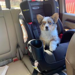 American Corgi, Miniature Australian Shepherd, and Pembroke Welsh Corgi Puppies from Rafter C Aussies & Corgis