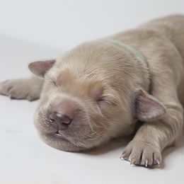 Golden Retriever Puppies from Kruger Family Breeders